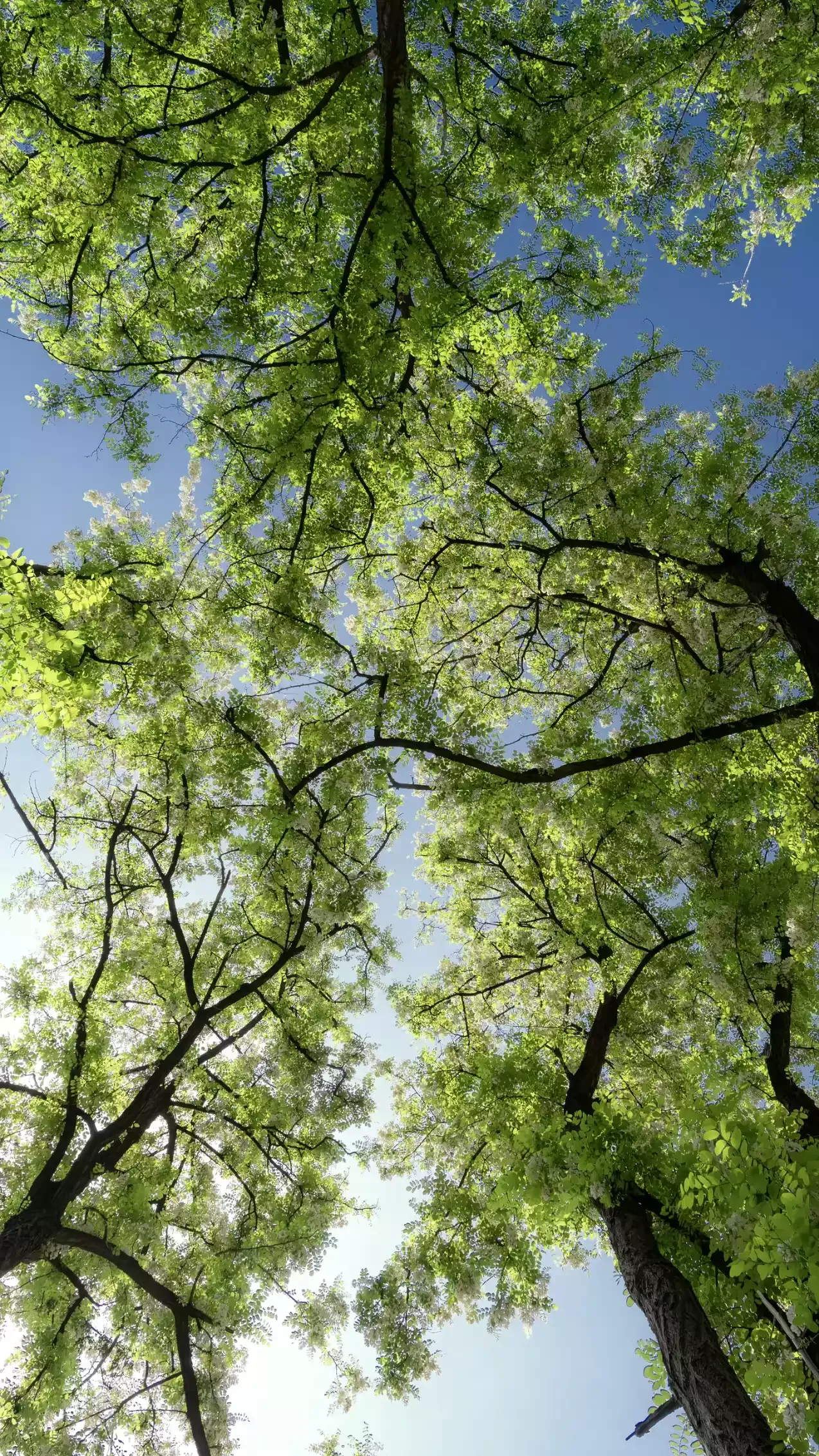 trees photo