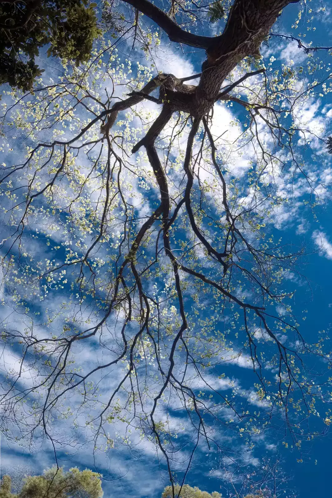 trees photo