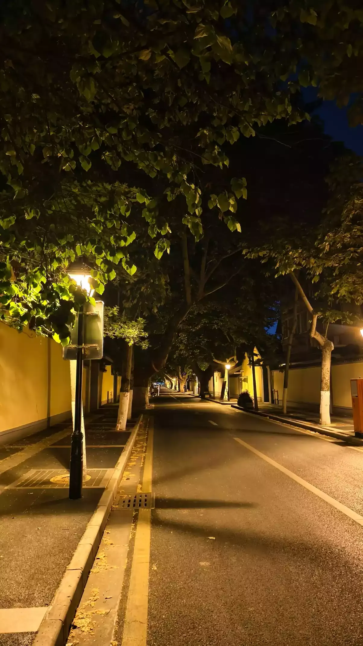 trees photo
