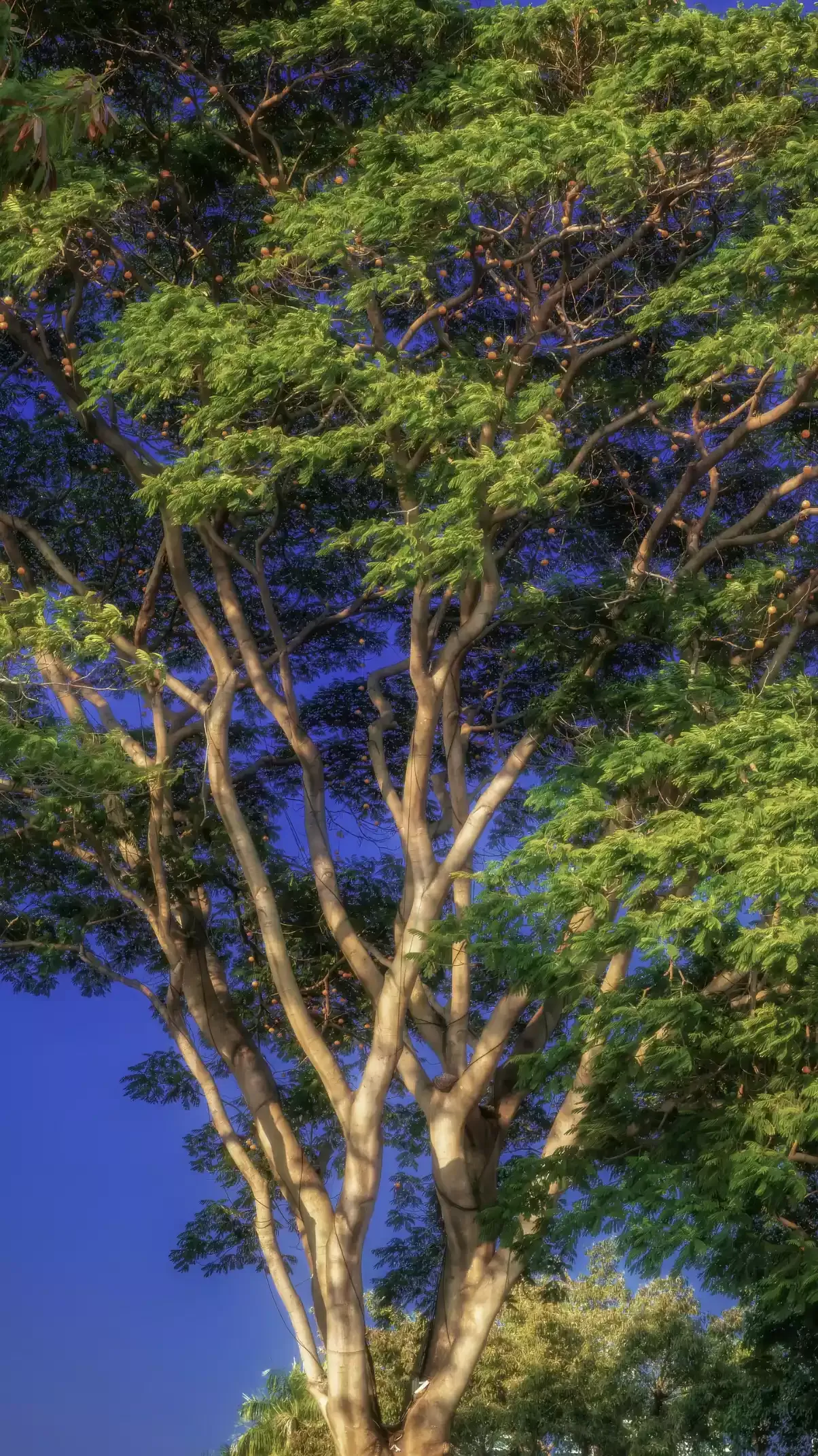trees photo