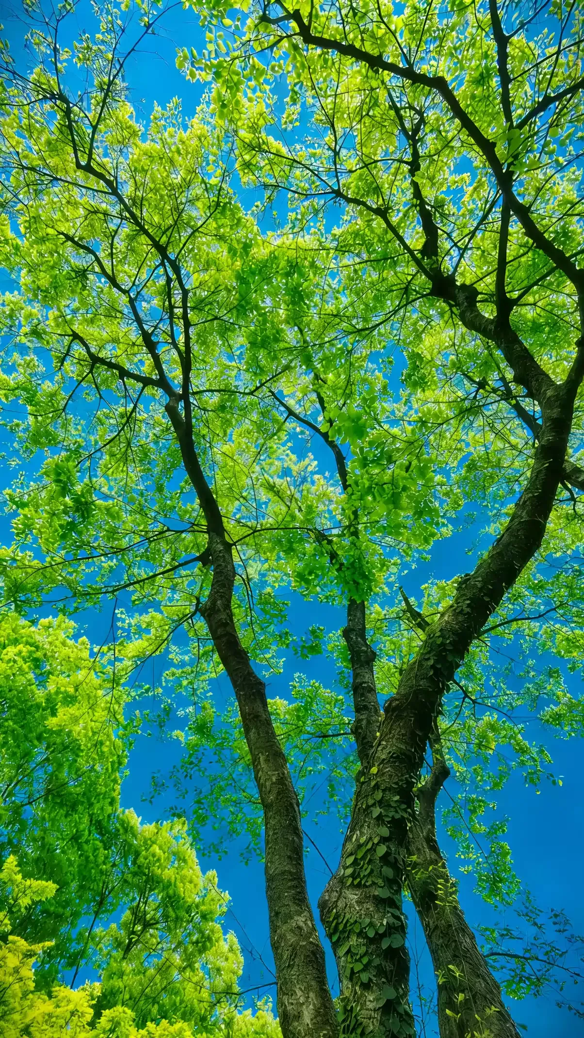 trees photo