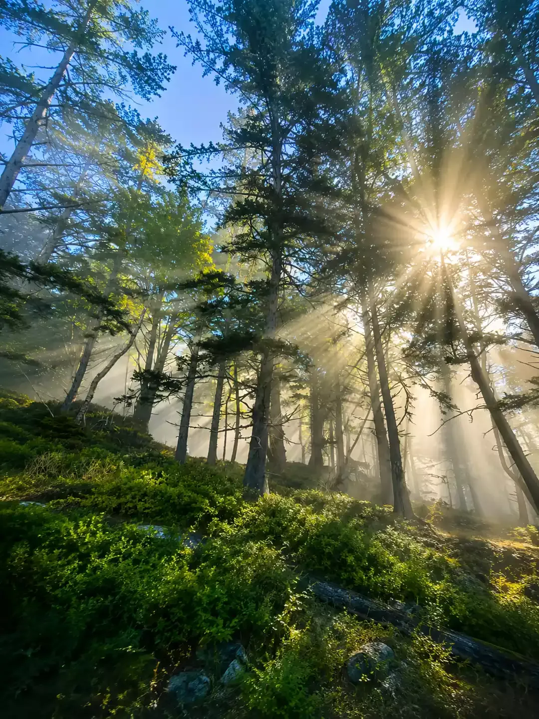trees photo