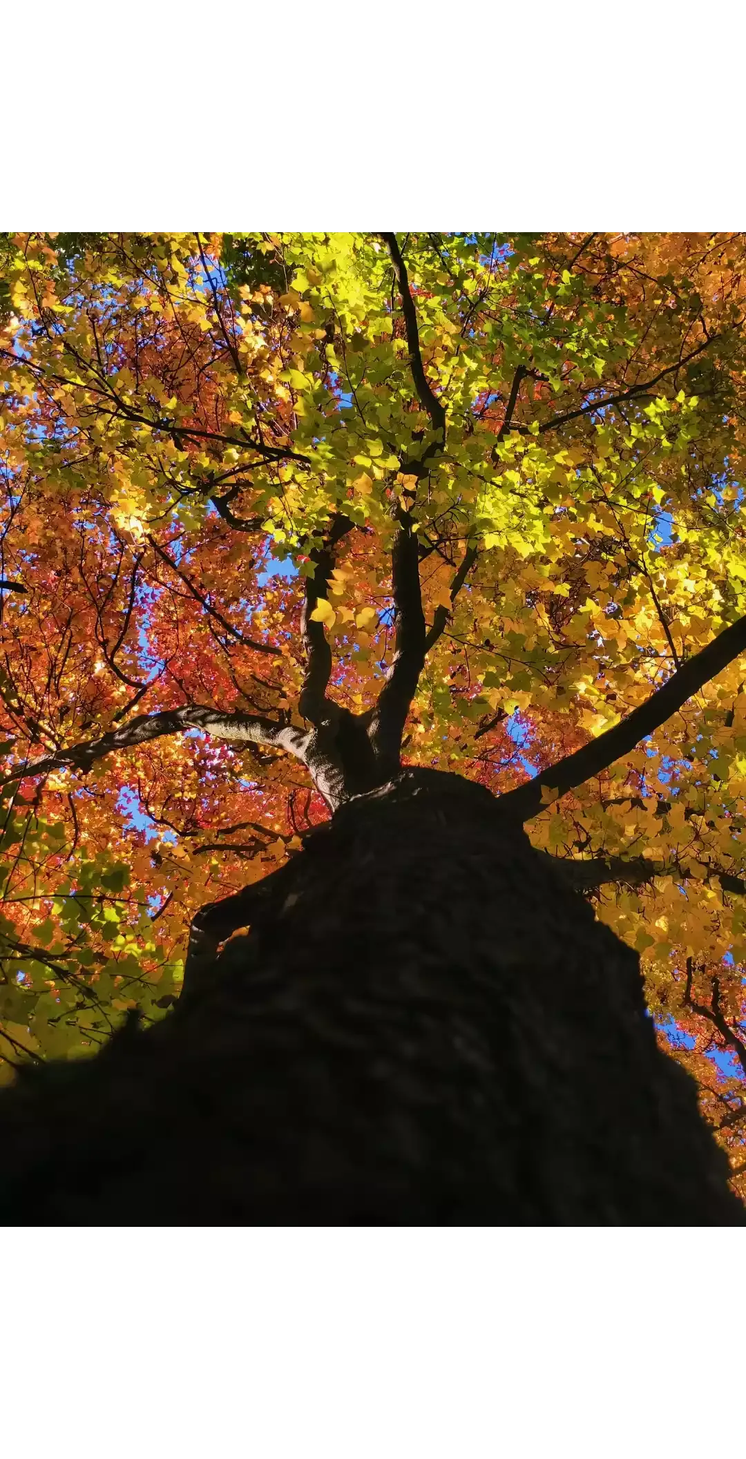 trees photo