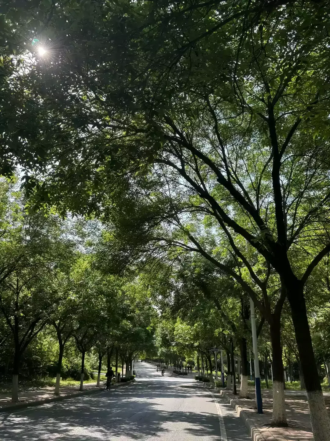 trees photo