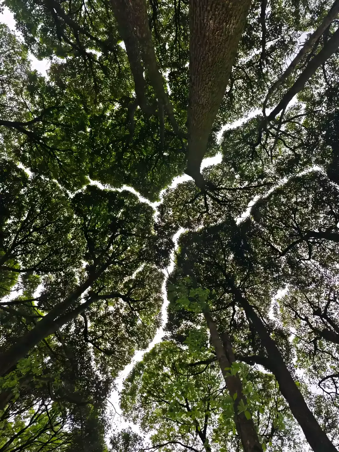 trees photo